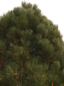 Bild von Pinus